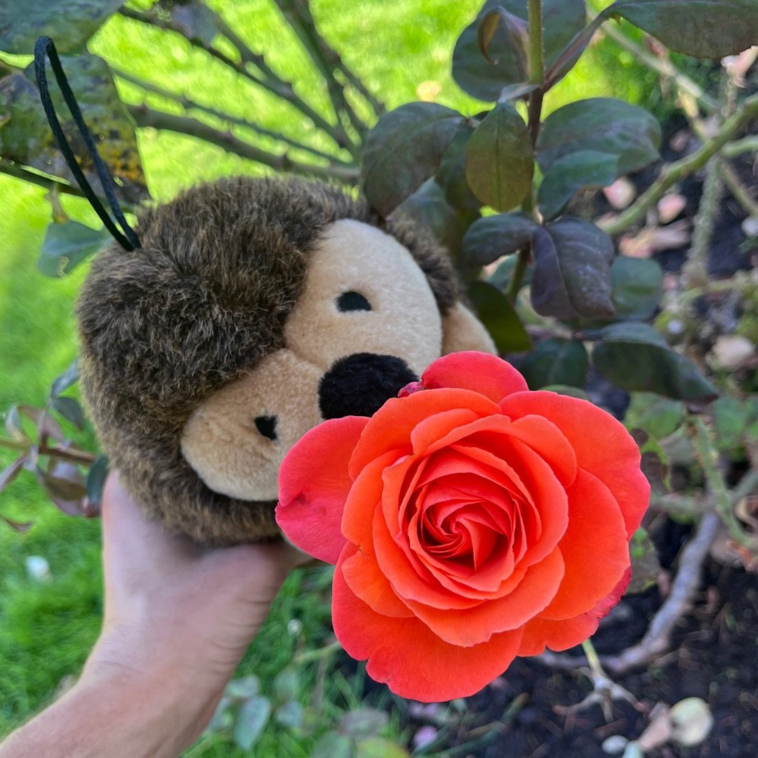 Stop and Smell the Roses